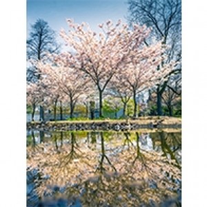 Cherry Blossoms - Singles