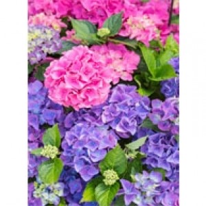 Hydrangeas In Bloom Perforated Bookmarks